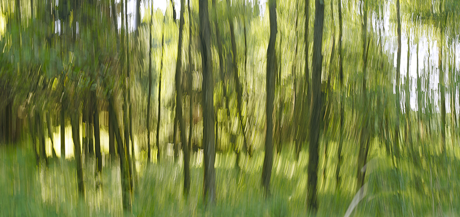 Preview Hilbringse wald 10.jpg